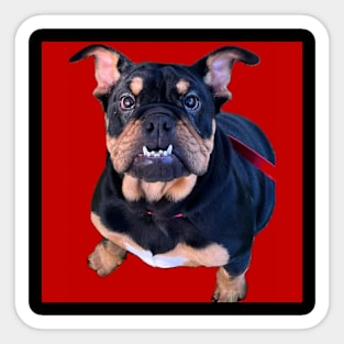 Little E: Old English Bulldog on Red Sticker